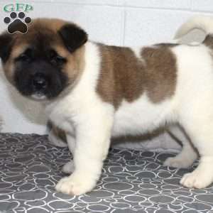 Louie, Akita Puppy